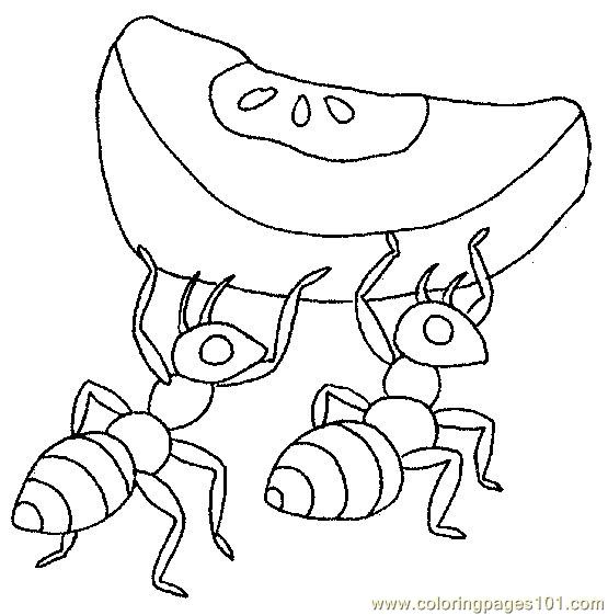 555x561 Printable Pictures Of Ants Printable Pictures Of Anteater