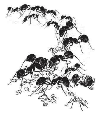 325x381 Recruitment Communication (Insects)