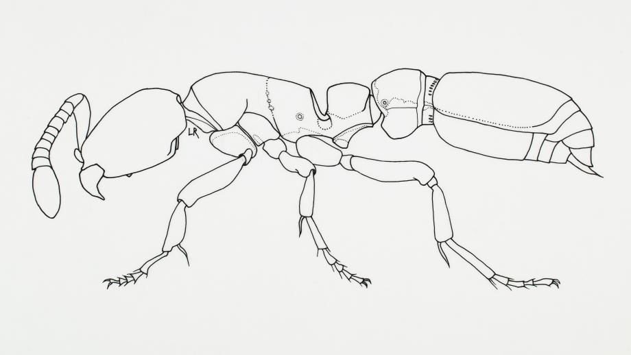 920x518 When Ants Go Marching