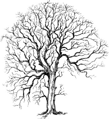 351x380 The Main Character Melinda Has To Draw Trees In Different Ways