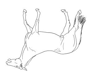 300x240 Betty Edwards Upside Down Drawing