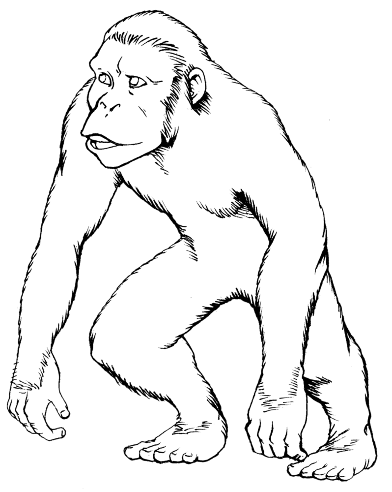 798x1000 Color Me Ape By Jh Kael