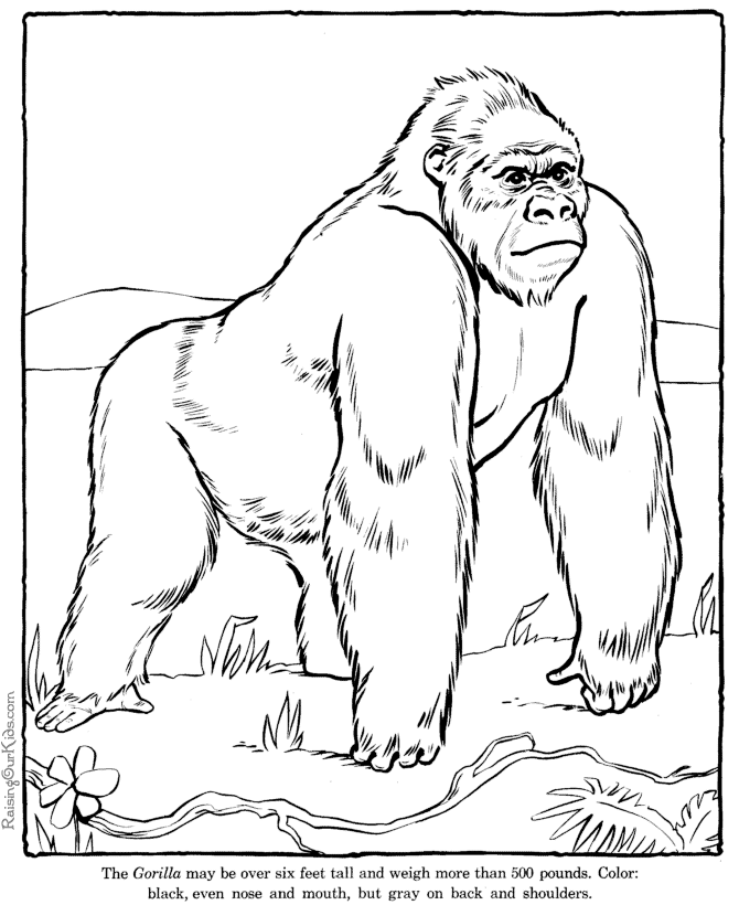 670x820 Powerful Ape 18 Printable Gorilla Coloring Pages ( Easy Amp Mandala )