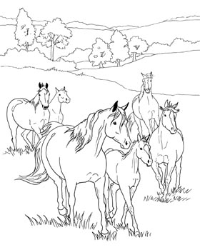 280x350 Horse Coloring Pages Appaloosa Horse