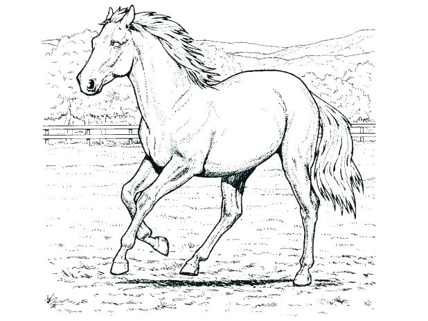 618x464 Mustang Horse Coloring Pages Mustang Horse Coloring Pages Coloring