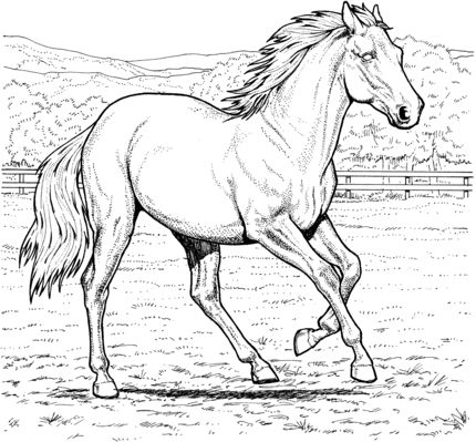 430x399 The Best Mare Horse Ideas On Horses, Pretty Horses