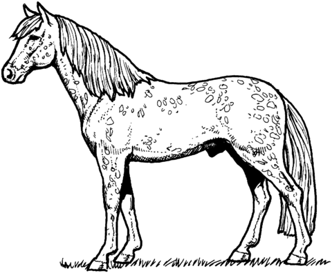480x396 Appaloosa Horse Coloring Page Free Printable Coloring Pages