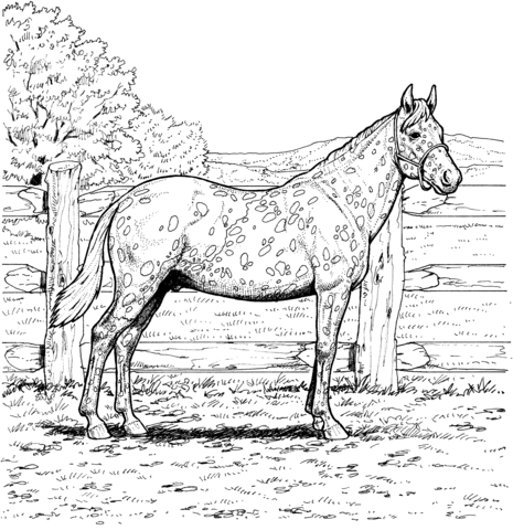 465x480 Appaloosa Horse With Leopard Spotted Coat Coloring Page Free