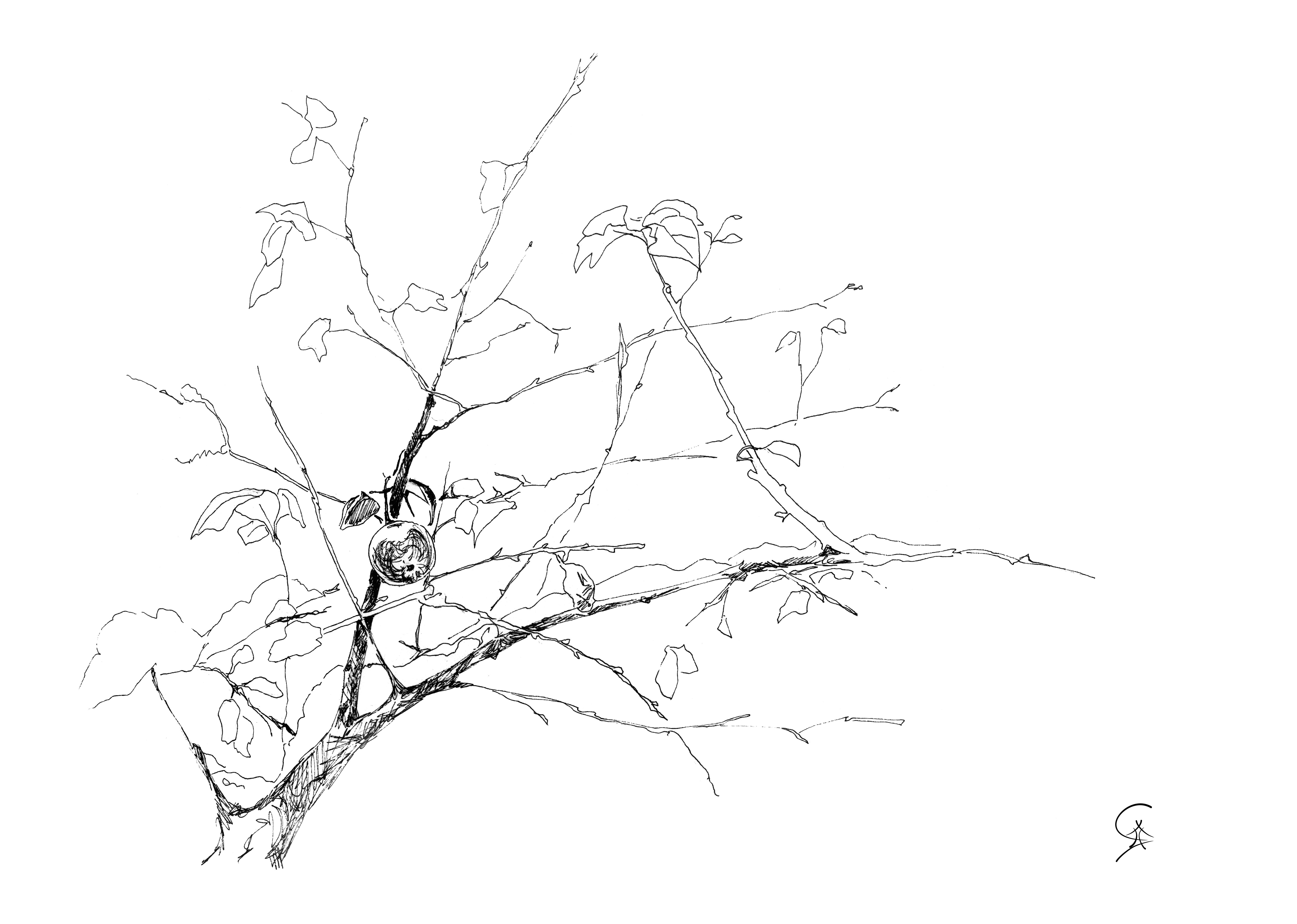 6538x4660 Pen And Ink Drawing Karma Yoga Apple Tree Branch.