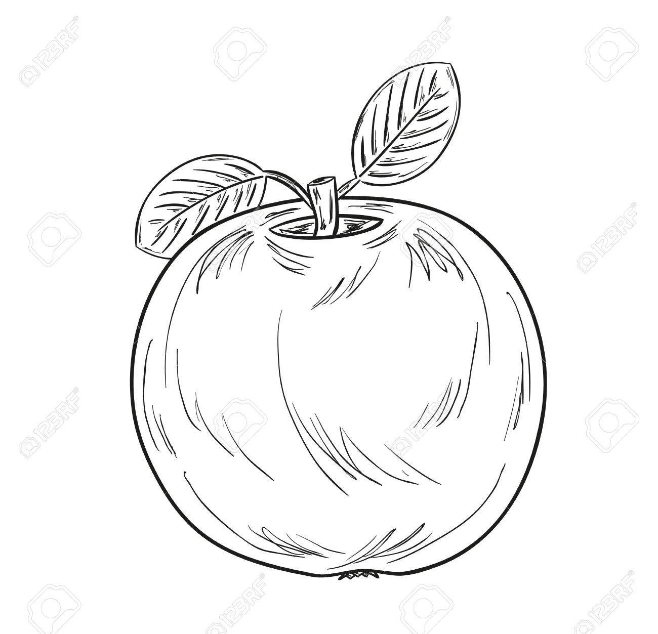 1300x1253 Sketch Of The Apple With Leaves On White Background Royalty Free