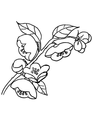 371x480 Apple Blossom Coloring Page Free Printable Coloring Pages