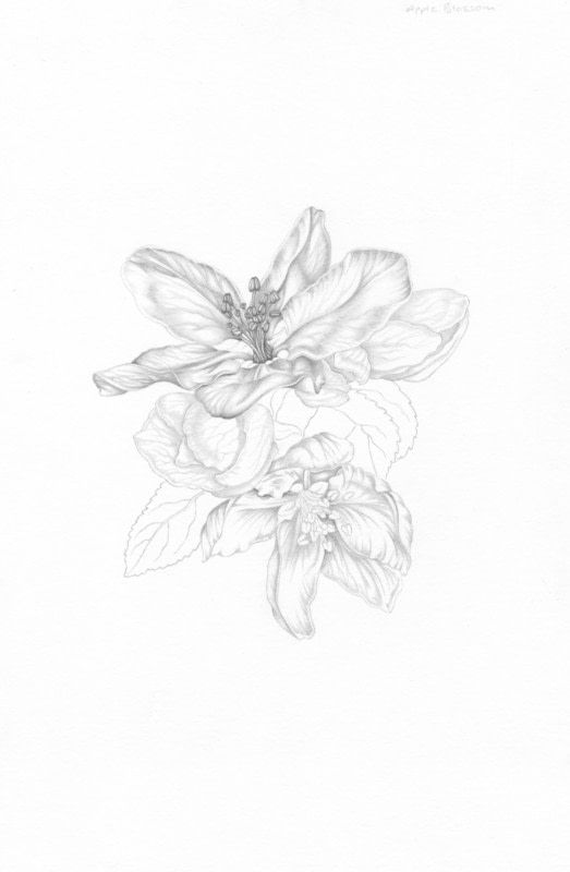 523x800 Apple Blossom Extract From Botanical Drawing By Penny Brown