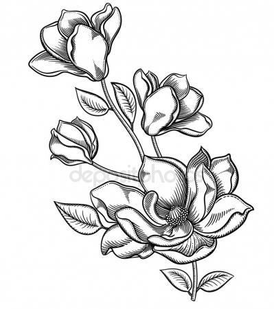399x450 Blooming Apple Tree Flowers,detailed Hand Drawn Branch Of Apple