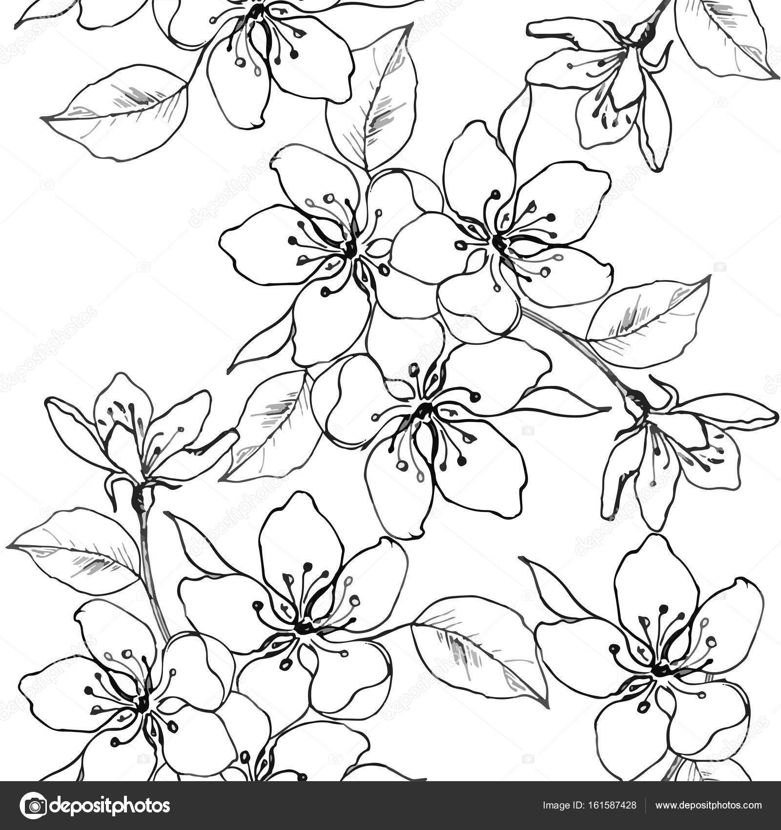 1600x1699 Drawing Hands A Branch Of Cherry Blossom, Pear, Apple. Vector