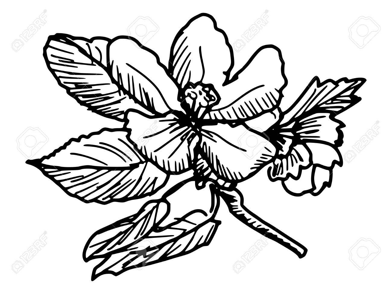 1300x974 Sketch, Doodle, Hand Drawn Illustration Of Apple Blossom Royalty