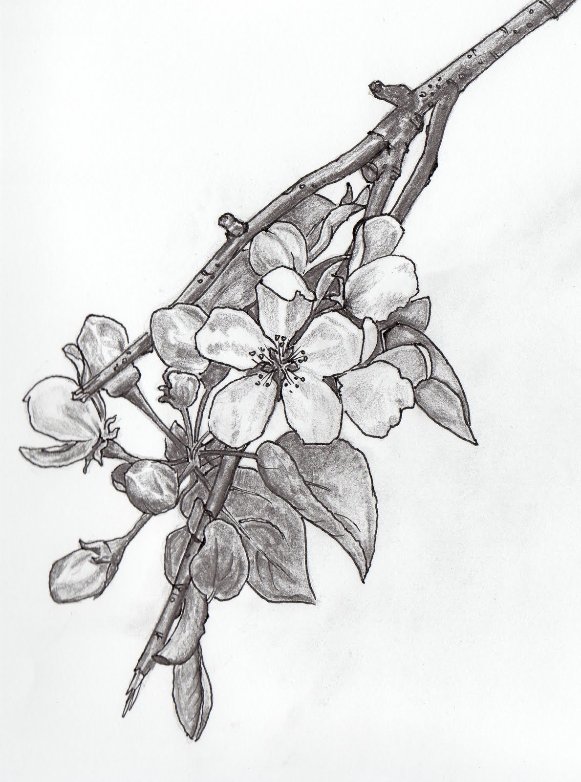 1189x1600 This Is An Apple Blossom, Which Means Promise. I'D Get This