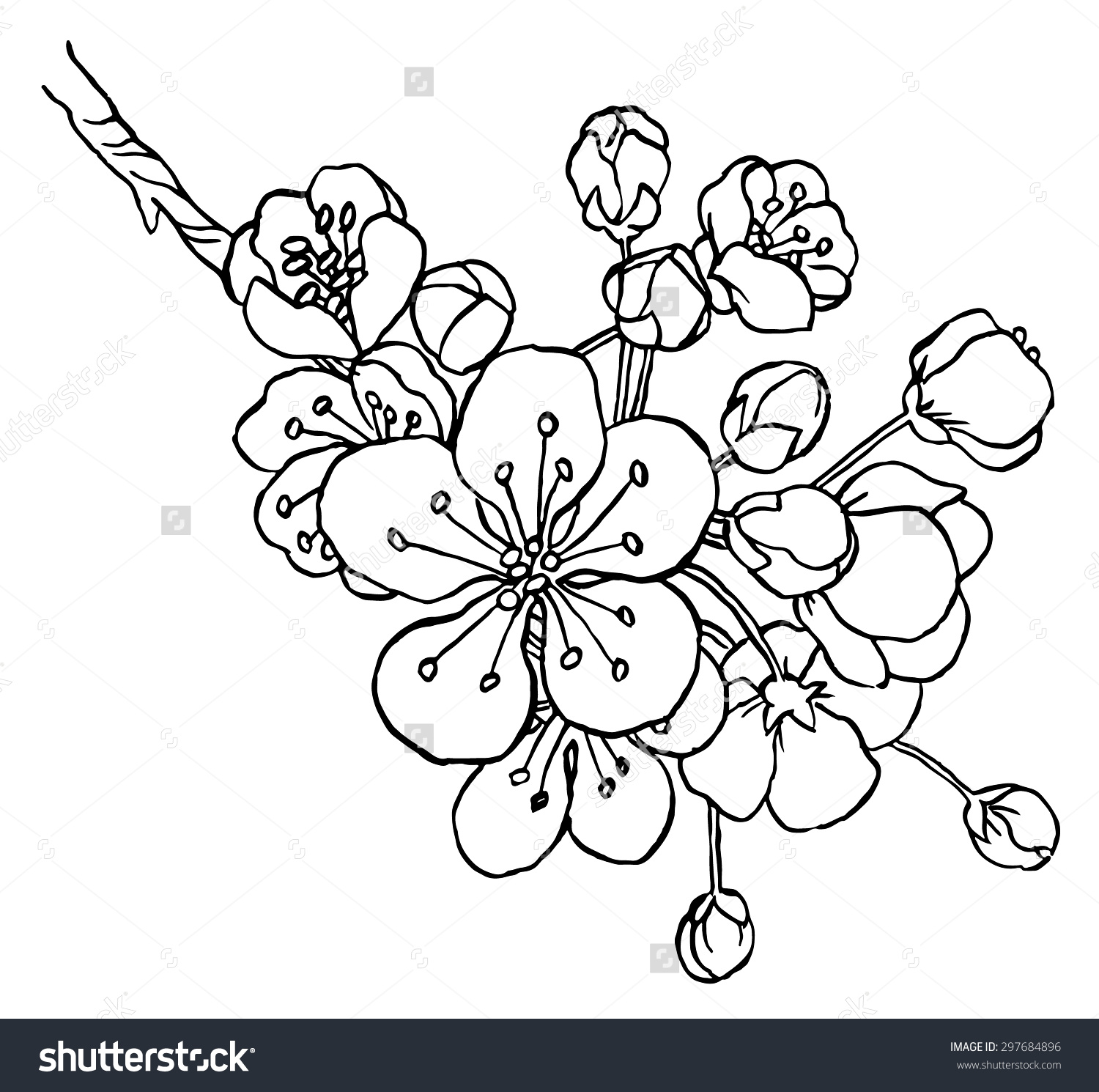 1500x1490 Stock Vector Hand Drawing Apple Tree Branch In Blossom Line Art