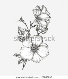 236x273 Wild Rose Drawing