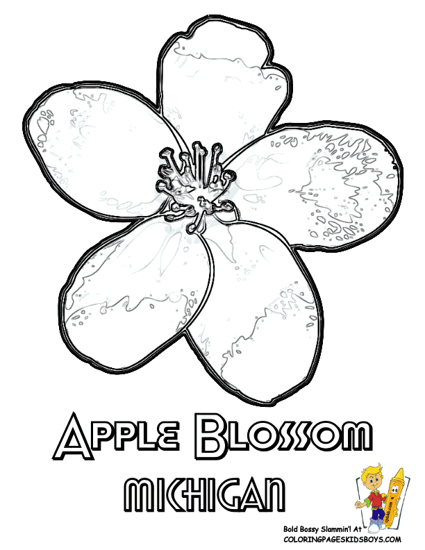 612x792 Apple Blossom Coloring Pages