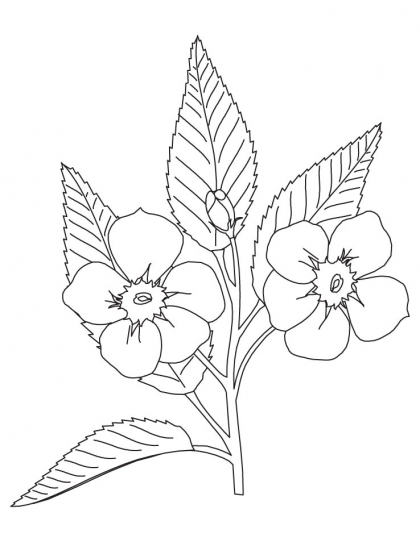 420x542 Apple Blossom Coloring Page Plants Amp Flowers