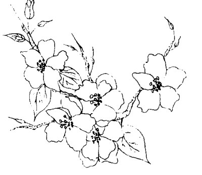 400x348 Apple Blossoms