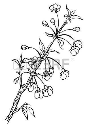 307x450 Hand Drawing Apple Tree Branch In Blossom Line Art Isolated