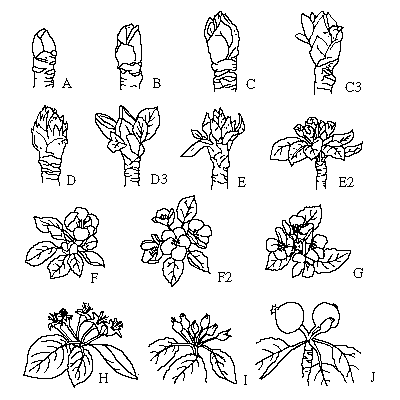 400x400 Igtanthonomus Pomorumltigt L.