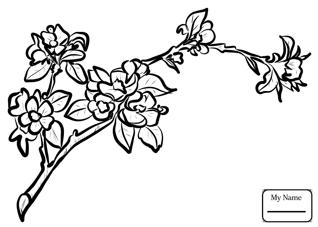 1016x726 Coloring Pages Apple Tree Apple Blossom Branch Trees Leaves