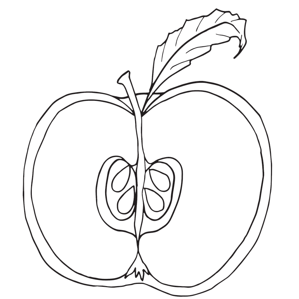 1000x1000 Parts Of An Apple Clipart