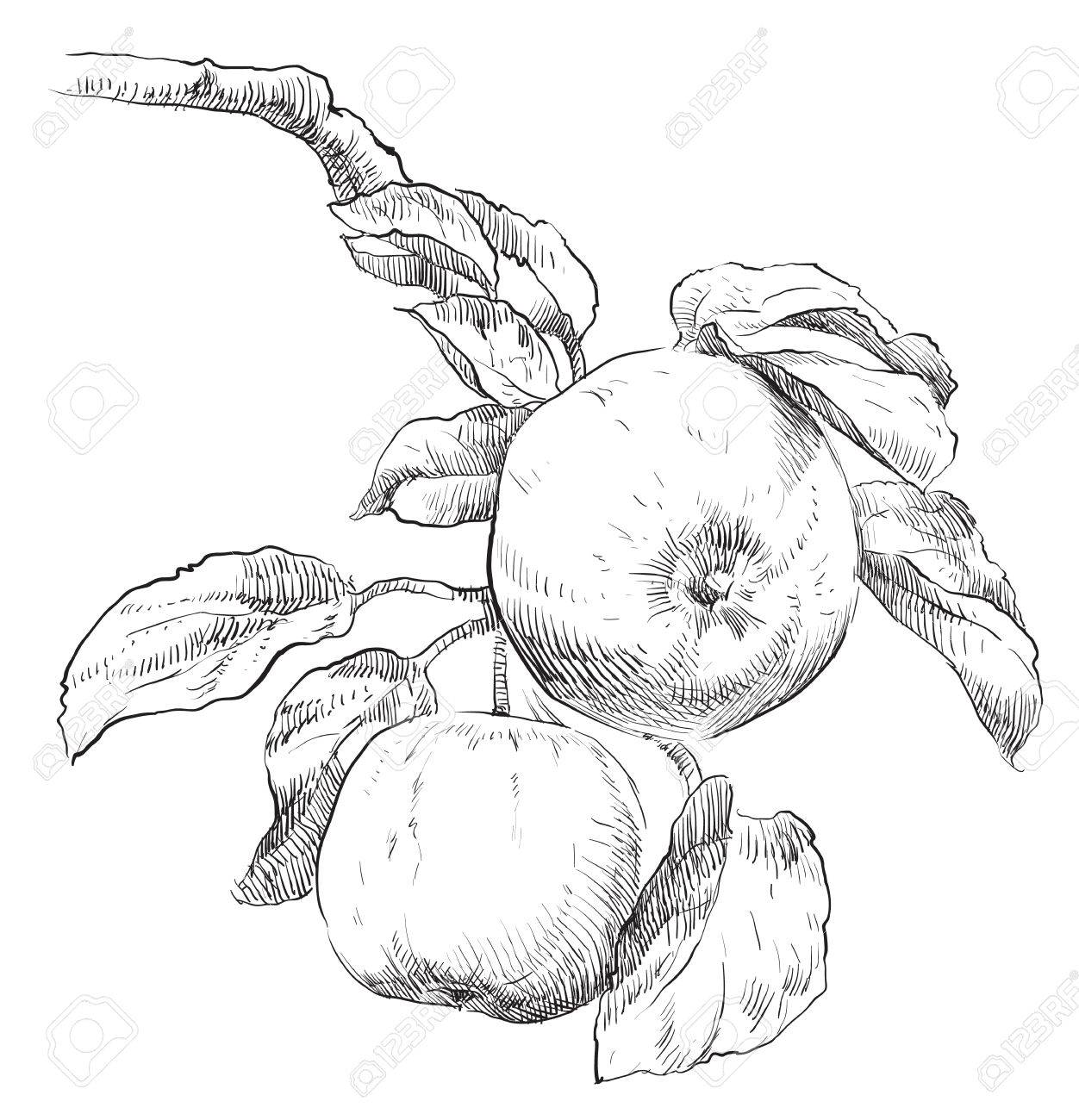 1252x1300 Hand Drawing Apple On Apple Tree Branch Royalty Free Cliparts