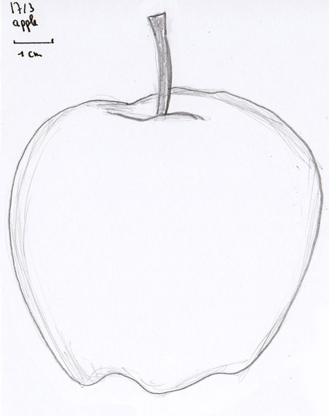 475x600 Five Minute Sketch 31 Apple A Stream Of Milk