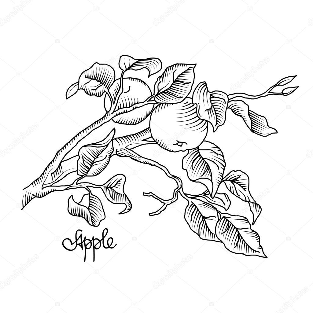 1024x1024 Hand Drawing An Apple Branch. Vector Illustration Stock Vector