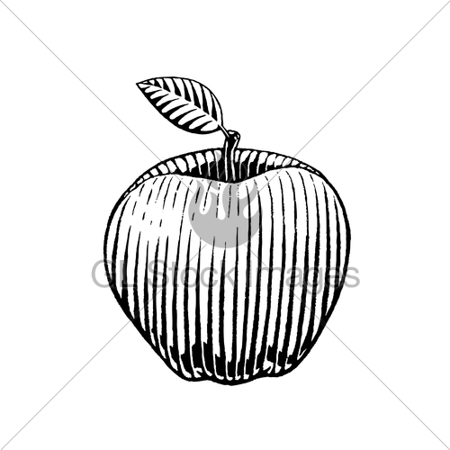 500x500 Vectorized Ink Sketch Of An Apple Gl Stock Images