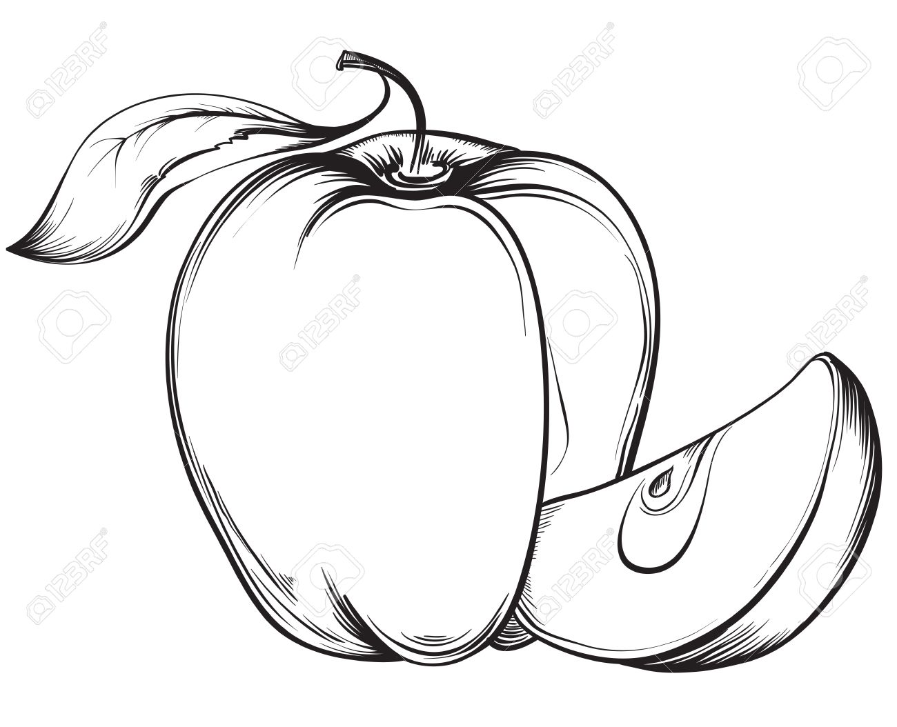1300x1054 Apple. Vector Hand Drawn Fruit. Vintage Sketch Style Illustration
