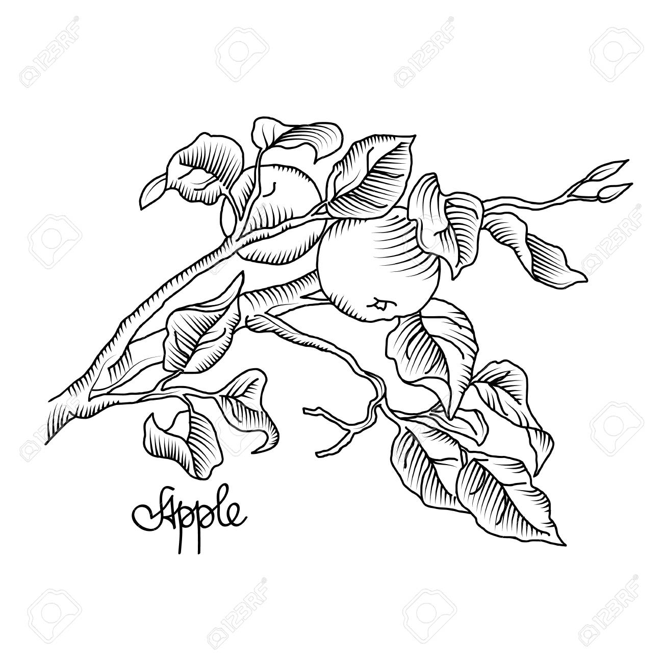 1300x1300 Hand Drawing An Apple Branch With Fruit. Vector Illustration