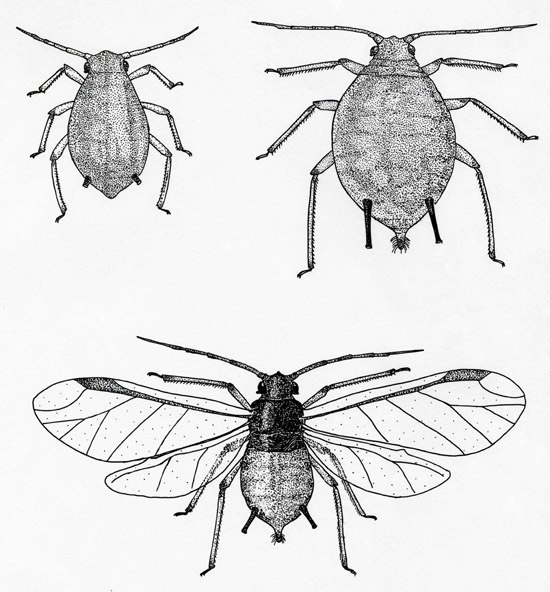 550x592 Scientific Drawings