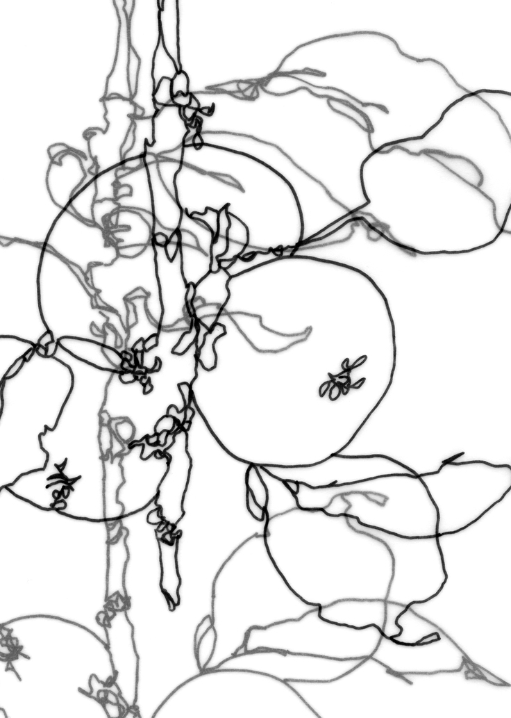 736x1033 Ashleigh Ninos, Apple Tree (Detail), Contour Drawing On Vellum