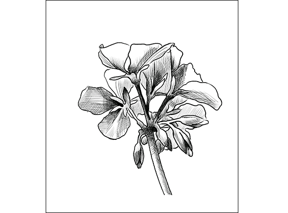 580x428 Test Studies Using Ipad Proapple Pencil