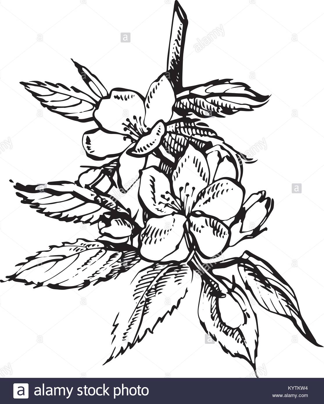 1115x1390 Apple Tree Illustration Stock Photos Amp Apple Tree Illustration