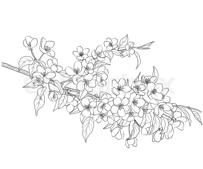 800x668 Drawing Of A Blossoming Apple Tree Branch Stock Vector Colourbox