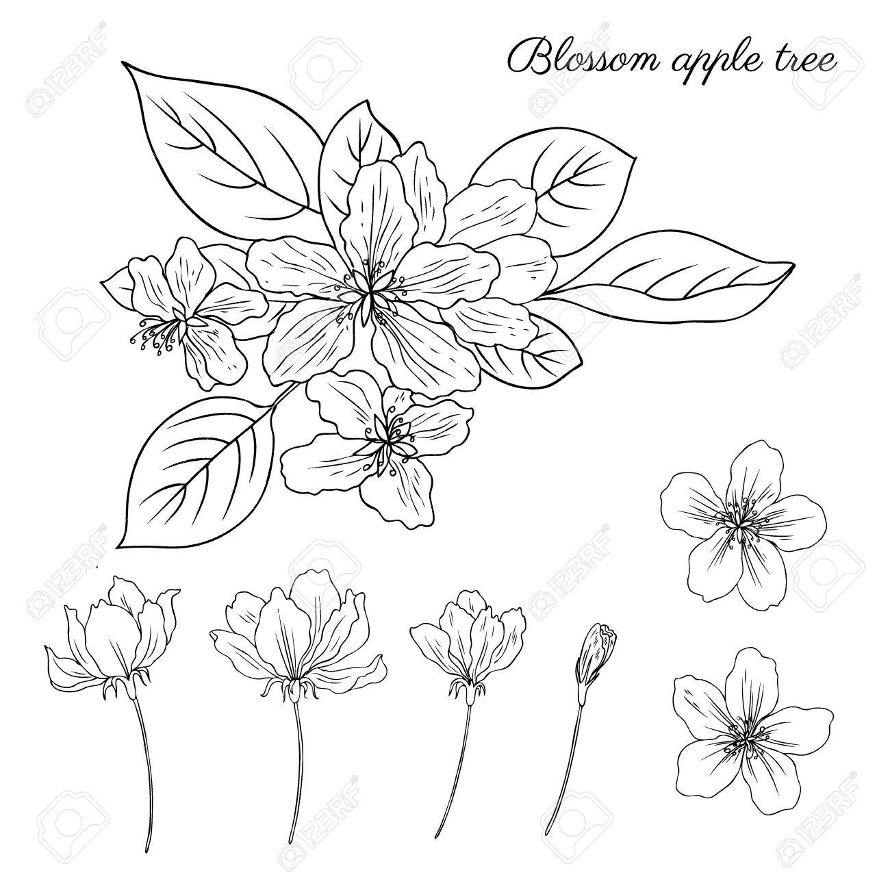 1300x1300 Apple Tree Blossom Flower, Bud, Leaves, Branch Vector Engraving