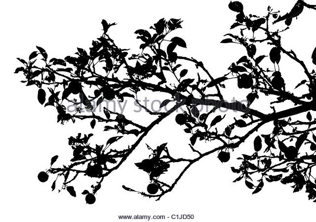 640x449 Apple Tree Branch Black And White Stock Photos Amp Images