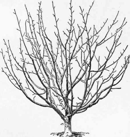 455x481 Feeding And Caring For Apple Trees