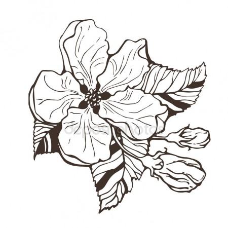 450x450 Spring Flowers Of Apple Tree, Hand Drawing Stock Vector