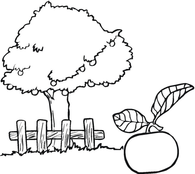 660x591 Apple Tree Coloring Page