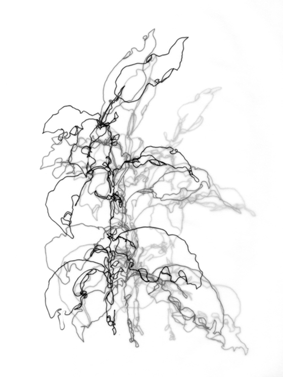 560x745 Ashleigh Ninos Art Elements, Sketch Drawing And Illustrators