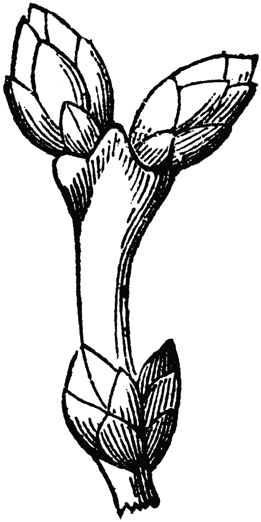 512x1024 Bud Clipart Apple Tree