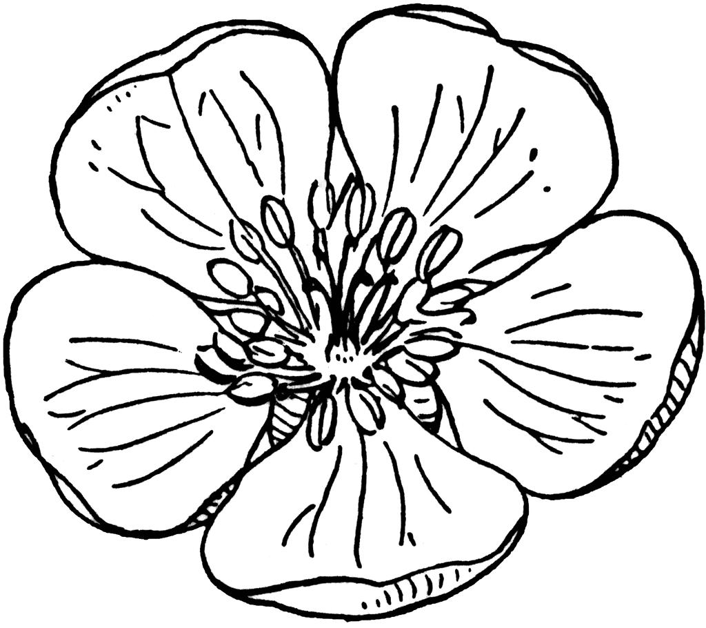 1024x910 Apple (Flower) Clipart Etc