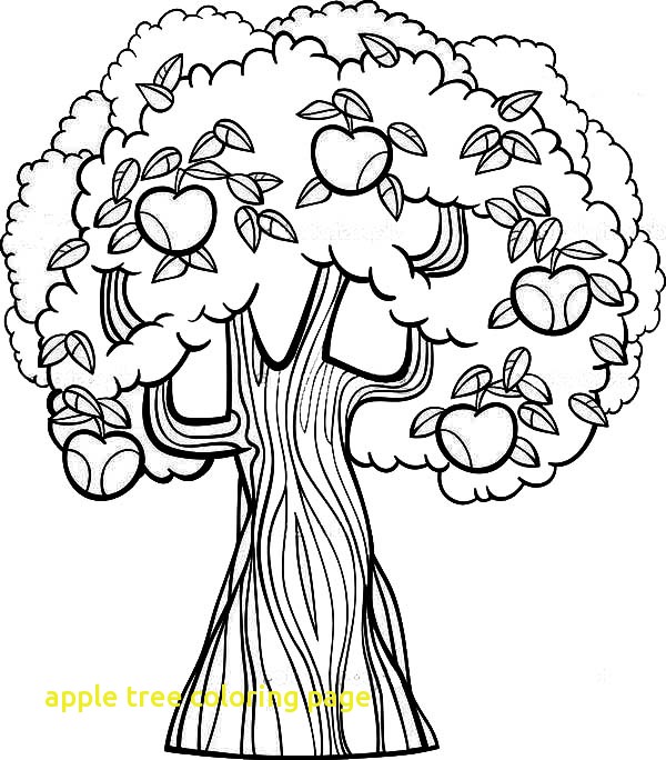 600x684 New Apple Tree Coloring Beautiful Apple Tree Coloring Page
