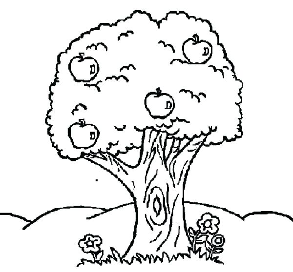 600x558 Apple Tree Coloring Pages